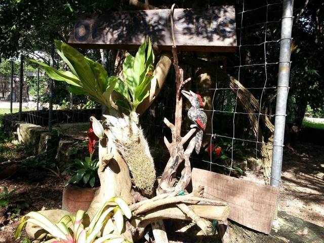  Exotic birds 